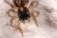 Une femelle juvnile (Araneae - Salticidae - Saitis barbipes)